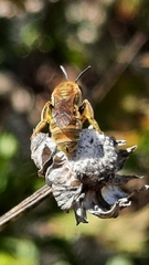 Halictus subauratus