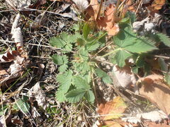 Potentilla arenosa