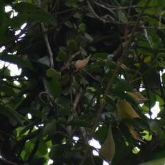 Lemmaphyllum microphyllum