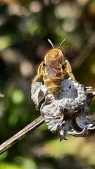 Halictus subauratus