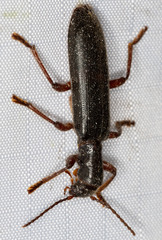 Cleridae