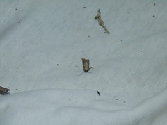 Nomophila noctuella