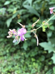 Desmodium perplexum