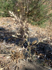 Axyris amaranthoides