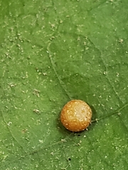 Phylloxera