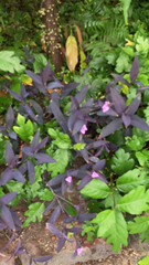 Tradescantia pallida