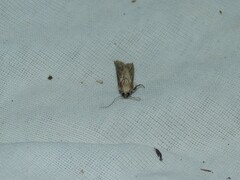 Nomophila noctuella