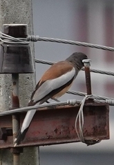 Dendrocitta vagabunda