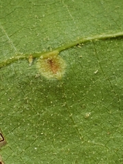 Phylloxera