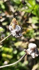 Halictus subauratus