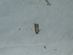 Nomophila noctuella