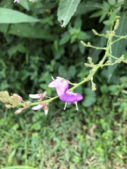 Desmodium perplexum