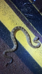 Crotalus basiliscus