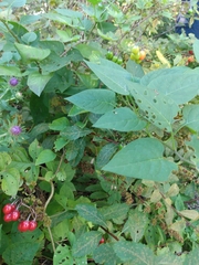 Solanum dulcamara