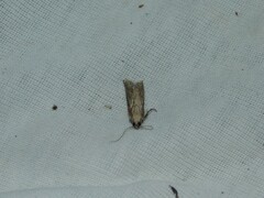 Nomophila noctuella