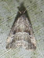 Hypenodes caducus