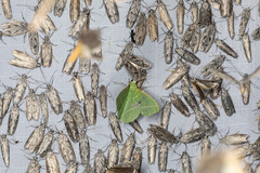 Dichorda illustraria