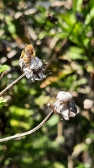 Halictus subauratus