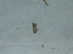 Nomophila noctuella