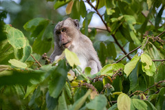 Macaca fascicularis
