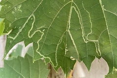 Phyllocnistis vitifoliella