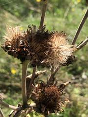 Inula
