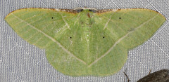 Dichorda illustraria