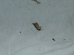 Nomophila noctuella