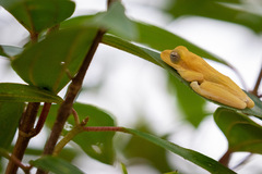 Polypedates megacephalus