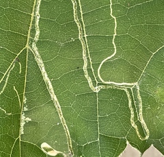 Phyllocnistis vitifoliella