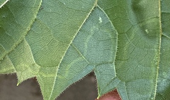 Phyllocnistis vitifoliella