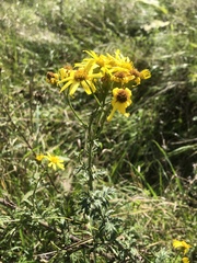 Jacobaea