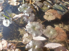 Caltha natans