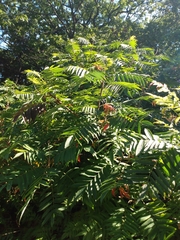 Rhus typhina