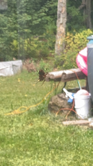 Neoscona domiciliorum