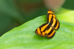 Pantoporia paraka
