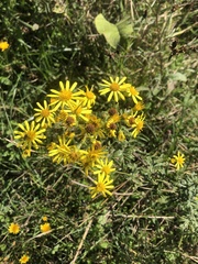 Jacobaea