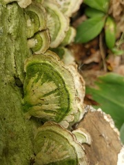 Stereum subtomentosum