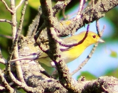Vireo flavifrons
