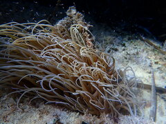 Anemonia viridis