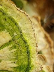 Stereum subtomentosum