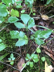 Thaspium barbinode