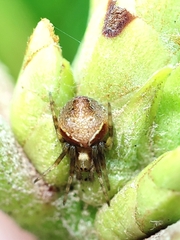 Araneus sturmi