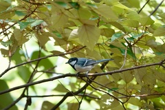 Parus minor commixtus