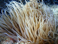 Anemonia viridis