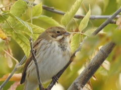 Emberiza pallasi