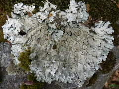 Parmelina tiliacea
