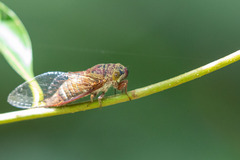 Cicadettina