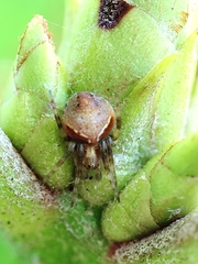 Araneus sturmi