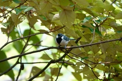 Parus minor commixtus